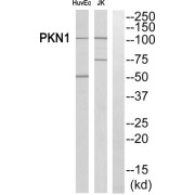 Serine/Threonine-Protein Kinase N1 (PKN1) Antibody