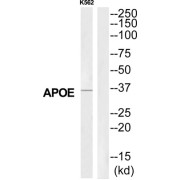 Apolipoprotein E (APOE) Antibody