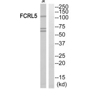 Western blot analysis of extracts from Jurkat cells, using FCRL5 antibody.