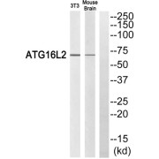 Western blot analysis of extracts from 3T3 cells and mouse brain cells, using ATG16L2 antibody.