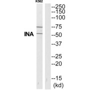 Internexin Neuronal Intermediate Filament Protein Alpha (INA) Antibody