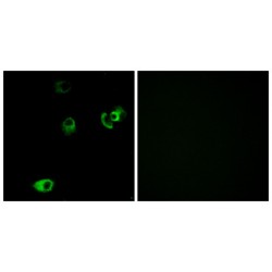 Dopamine Receptor D4 (DRD4) Antibody