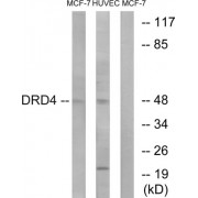 Dopamine Receptor D4 (DRD4) Antibody