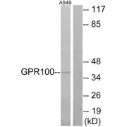 Western blot analysis of extracts from A549 cells, using GPR100 antibody.