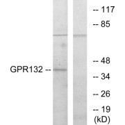 Western blot analysis of extracts from COS-7 cells, using GPR132 antibody.