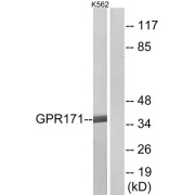 Western blot analysis of extracts from K562 cells, using GPR171 antibody.