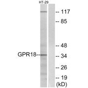 Western blot analysis of extracts from HT-29 cells, using GPR18 antibody.