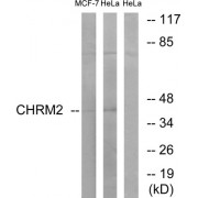 Western blot analysis of extracts from MCF-7 cells and HeLa cells, using CHRM2 antibody.
