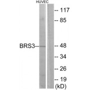 Western blot analysis of extracts from HUVEC cells, using BRS3 antibody.