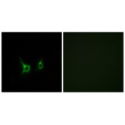 Immunofluorescence analysis of COS-7 cells, using FFAR2 antibody.