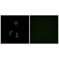 Frizzled Homolog 3 (FZD3) Antibody