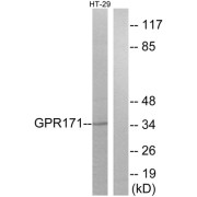 Western blot analysis of extracts from HT-29 cells, using GPR171 antibody.