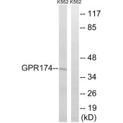 Western blot analysis of extracts from K562 cells, using GPR174 antibody.