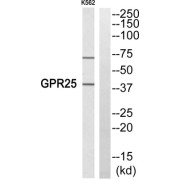 Western blot analysis of extracts from K652 cells, using GPR25 antibody.