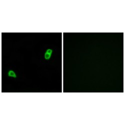 G Protein-Coupled Receptor 34 (GPR34) Antibody