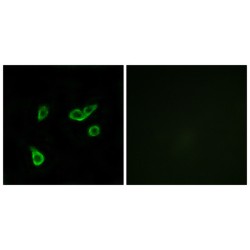 G Protein Coupled Receptor 35 (GPR35) Antibody