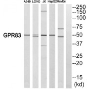 Western blot analysis of extracts from A549 cells, LOVO cells, Jurkat cells, HepG2 cells and HuvEc cells, using GPR83 antibody.