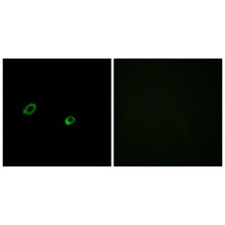 Olfactory Receptor Family 10 Subfamily AG Member 1 (OR10AG1) Antibody