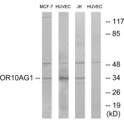 Western blot analysis of extracts from MCF-7 cells, HUVEC cells and Jurkat cells, using OR10AG1 antibody.