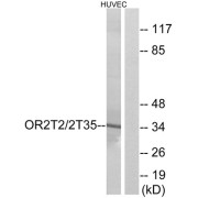 Western blot analysis of extracts from HUVEC cells, using OR2T2/2T35 antibody.