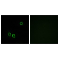 Olfactory Receptor Family 51 Subfamily E Member 1 (OR51E1) Antibody
