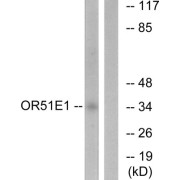 Western blot analysis of extracts from HeLa cells, using OR51E1 antibody.