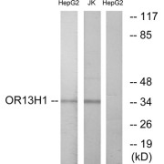 Western blot analysis of extracts from HepG2 cells and Jurkat cells, using OR13H1 antibody.