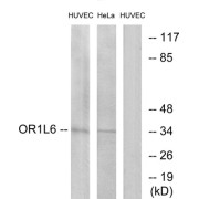 Western blot analysis of extracts from HUVEC cells and HeLa cells, using OR1L6 antibody.