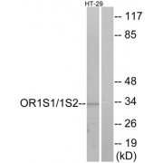 Western blot analysis of extracts from HT-29 cells, using OR1S1/1S2 antibody.
