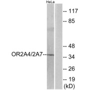 Western blot analysis of extracts from HeLa cells, using OR2A4/2A7 antibody.