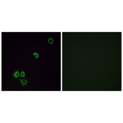 Olfactory Receptor Family 2 Subfamily G Member 3 (OR2G3) Antibody