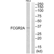 Western blot analysis of extracts from HeLa cells, using FCGR2A antibody.