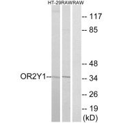 Western blot analysis of extracts from HT-29 cells and RAW264.7 cells, using OR2Y1 antibody.