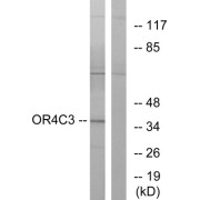 Western blot analysis of extracts from K562 cells, using OR4C3 antibody.