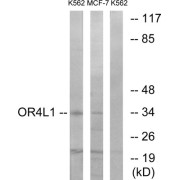 Western blot analysis of extracts from K562 cells and MCF-7 cells, using OR4L1 antibody.