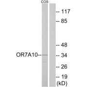 Western blot analysis of extracts from COS-7 cells, using OR7A10 antibody.