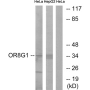 Western blot analysis of extracts from HeLa cells and HepG2 cells, using OR8G1 antibody.