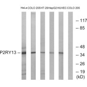 Western blot analysis of extracts from HeLa cells, COLO cells, HT-29 cells, HepG2 cells and HUVEC cells, using P2RY13 antibody.