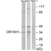 Western blot analysis of extracts from HeLa cells and MCF-7 cells, using OR10H1 antibody.