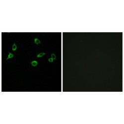 Olfactory Receptor 10S1 (OR10S1) Antibody