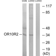 Western blot analysis of extracts from COS-7 cells and LOVO cells, using OR10S1 antibody.