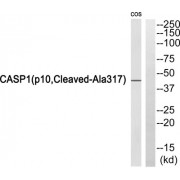 Western blot analysis of extracts from COS7 cells, using Caspase 1 (p10, Cleaved-Ala317) antibody.