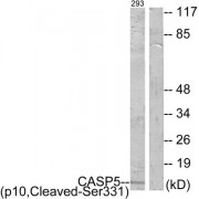 Western blot analysis of extracts from 293 cells, treated with etoposide (25uM, 1hour), using CASP5 (p10, Cleaved-Ser331) antibody.