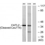 Western blot analysis of extracts from 293 cells and COS-7 cells treated with etoposide (25uM, 1hour), using CATL2 (Cleaved-Leu114) antibody.