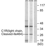 Western blot analysis of extracts from 293 cells treated with etoposide (25uM, 1hour) and A549 cells treated with etoposide (25uM, 24hours), using C1R (light chain, Cleaved-Ile464) antibody.