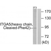 Western blot analysis of extracts from 3T3 cells, treated with etoposide (25uM, 24hours), using ITGA5 (heavy chain, Cleaved-Phe42) antibody.
