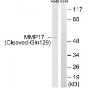 Western blot analysis of extracts from A549 cells, treated with etoposide (25uM, 1hour), using MMP17 (Cleaved-Gln129) antibody.