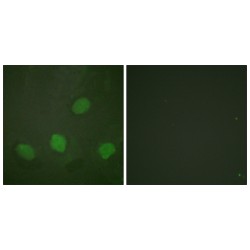 CREB (pS142) Antibody