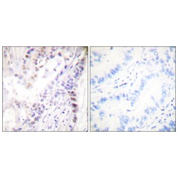 CREB (pS142) Antibody