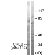 Western blot analysis of lysates from HeLa cells treated with PMA (125 ng/ml, 30 min), using CREB (Phospho-Ser142) Antibody. The lane on the right is blocked with the phosphopeptide.